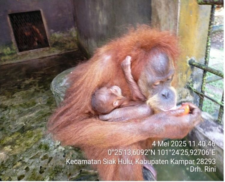 gambar berita