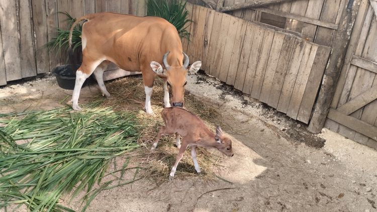 Kelahiran Banteng Jawa di Pusat Reintroduksi Banteng Jawa Pangandaran